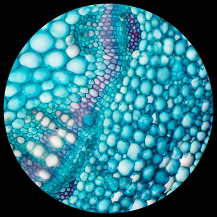 AmScope B120 Series Student & Professional LED Binocular Compound Microscope w/Siedentopf Head, 3D Mechanical Stage & Optional Digital Camera