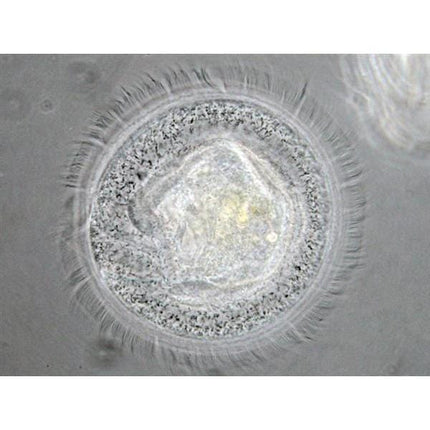 AmScope IN300 Series Inverted Phase-Contrast Biological Trinocular Compound Microscope with 30W Halogen and Optional Digital Camera